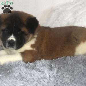 Martin, Akita Puppy